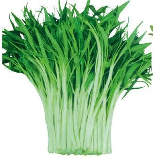 白空心菜