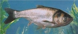 白鰱魚